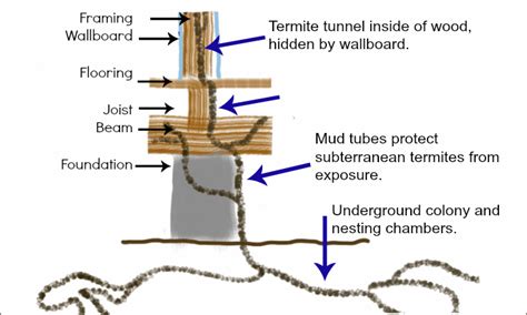 moisture content by moisture meter termites|underground termites moisture.